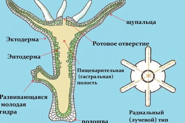 Какой кракен сейчас работает