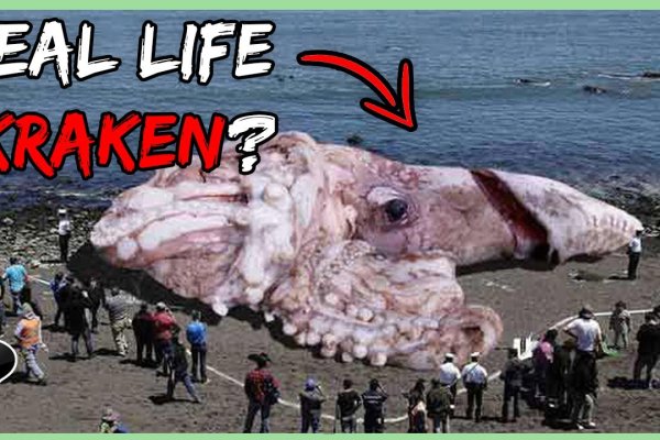 Kraken ссылка зеркало официальный сайт